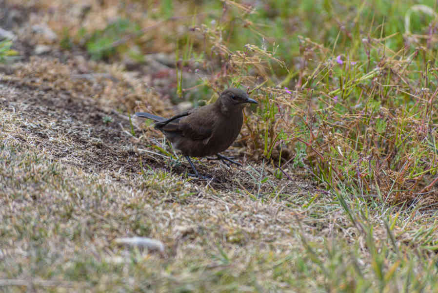 Pájaro Remolinera Negra - islas Falkland o Malvinas 01.jpg